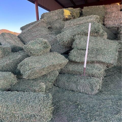 Heno de Alfalfa de Calidad Premium para Alimentación Animal En Stock al Mejor Precio para Ganadería y Agricultura Compre Ahora para Entrega Rápida y Bajo Costo