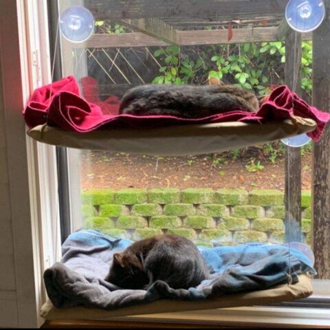 Katzen-Fensterliege mit Sitzstange, Verkauf, beste Sicherheit