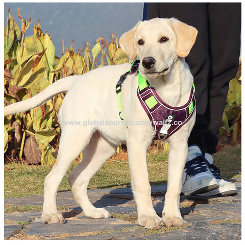 Arnés Nuevo para Mascotas a Prueba de Explosiones para Perros Grandes, Arnés Reflectante al por Mayor