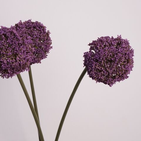 Hojas de Eucalipto Artificiales, Naturales y Secas, Vegetación Artificial, Decoración para el Hogar, Suministro al por Mayor
