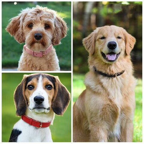 Collar de cuero acolchado suave al por mayor para perros pequeños, medianos y grandes con herrajes metálicos ajustables a prueba de óxido