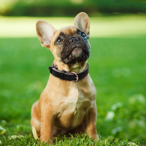 Collar de cuero acolchado suave al por mayor para perros pequeños, medianos y grandes con herrajes metálicos ajustables a prueba de óxido