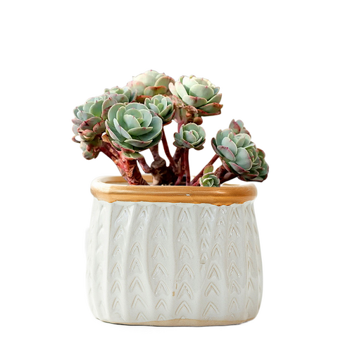 Pots de fleurs succulentes en céramique faits à la main de bonne qualité avec logo personnalisé pour la décoration intérieure