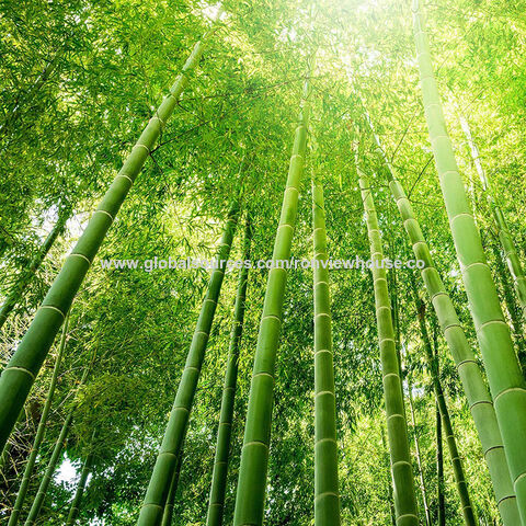 Descansos de copo de bambu resistentes a lascas, prato de bambu, prato para xícaras, prato para tigelas, adequados para casa, casa de chá e restaurante