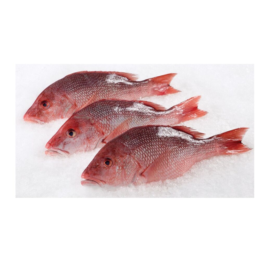 Big Eye Frozen Snapper | Red Snapper Wholesale Fish Supplier - Buy ...