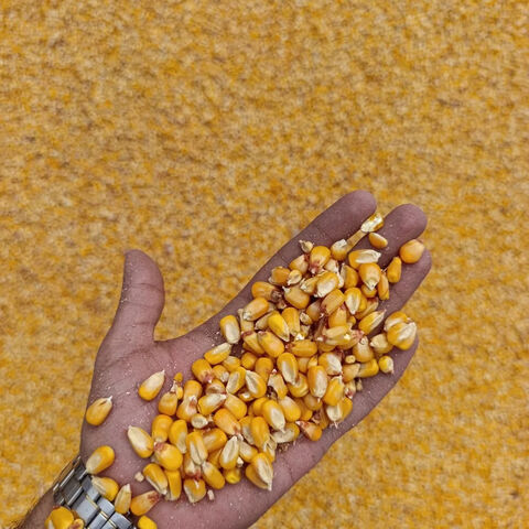 Milho (OGM ou NÃO OGM) / Milho Amarelo e Milho Branco para Alimentação Humana e Animal - Venda por grosso