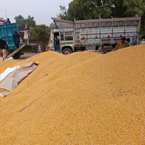 Milho (OGM ou NÃO OGM) / Milho Amarelo e Milho Branco para Alimentação Humana e Animal - Venda por grosso