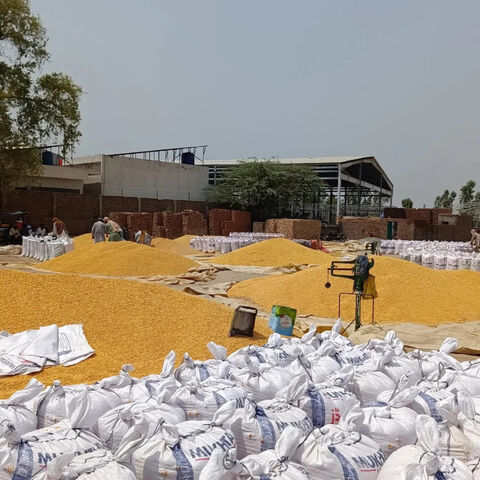 Milho (OGM ou NÃO OGM) / Milho Amarelo e Milho Branco para Alimentação Humana e Animal - Venda por grosso