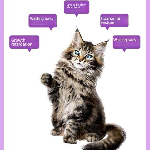 Suplemento Nutricional Balanceado para Gatos con Multivitaminas B para Reforzar la Inmunidad y Apoyo a la Desinfección