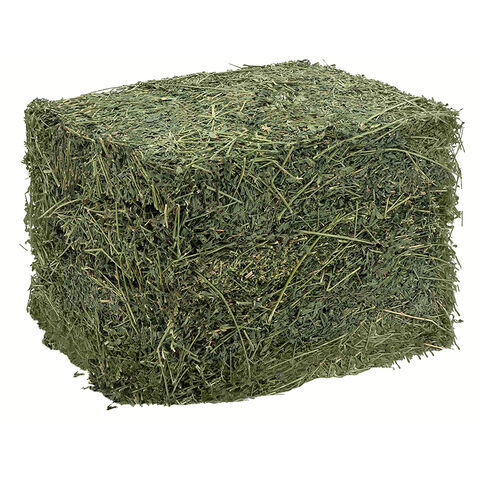 Heno de Alfalfa de Calidad / Heno de Timothy y Trébol de Lucerna en Pacas - Venta al por mayor para alimentación animal