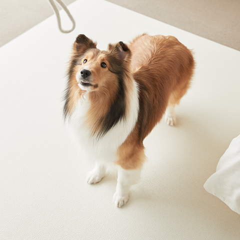 Umweltfreundliche PVC-Spielmatte für Haustiere, weiche, rutschfeste Schaumstoff-Bodenmatte für Hunde und Katzen, Spielzimmer, Krabbeln, Yoga