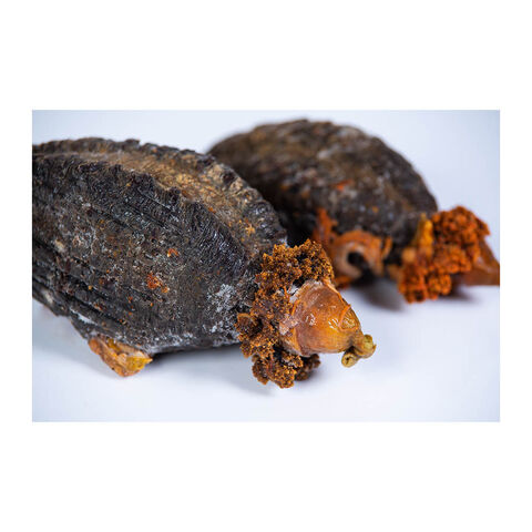 Getrocknete isländische Seegurke für Gourmet-Gerichte