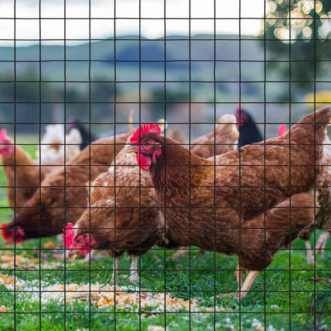 2x2 verzinktes Vieh-Schweißdrahtgitterpaneel 8 X 4 - Verzinktes Bewehrungs-Betonstahl-Schweißdrahtgitterpaneel