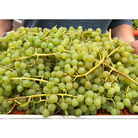 عروض العنب الطازج | بيع عنب متعدد الألوان بدون بذور