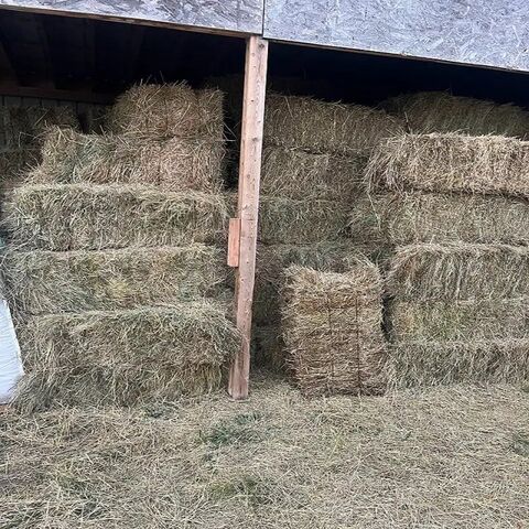 Feno de alfafa para alimentação animal no atacado em fardos, exportadores e fornecedores do Brasil, melhor qualidade, trevo fresco, pellets verdes à venda