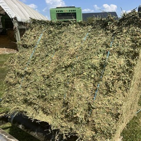 Feno de alfafa para alimentação animal no atacado em fardos, exportadores e fornecedores do Brasil, melhor qualidade, trevo fresco, pellets verdes à venda