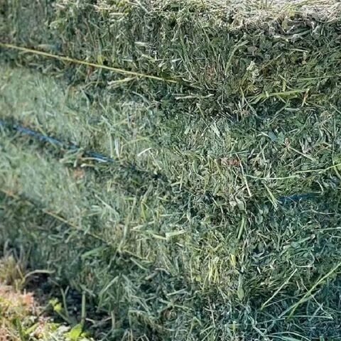 Feno de alfafa para alimentação animal no atacado em fardos, exportadores e fornecedores do Brasil, melhor qualidade, trevo fresco, pellets verdes à venda