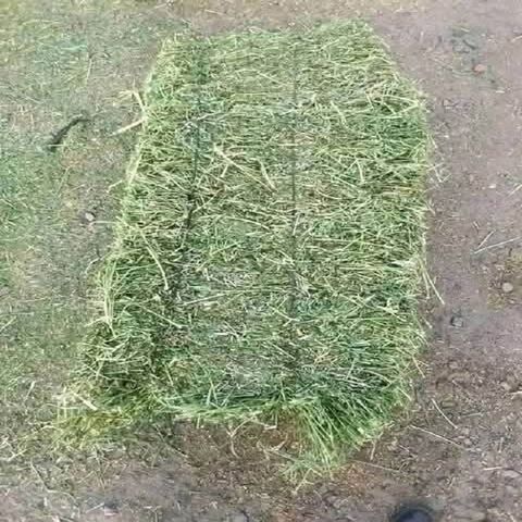 Feno de alfafa para alimentação animal no atacado em fardos, exportadores e fornecedores do Brasil, melhor qualidade, trevo fresco, pellets verdes à venda