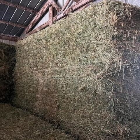 Feno de alfafa para alimentação animal no atacado em fardos, exportadores e fornecedores do Brasil, melhor qualidade, trevo fresco, pellets verdes à venda