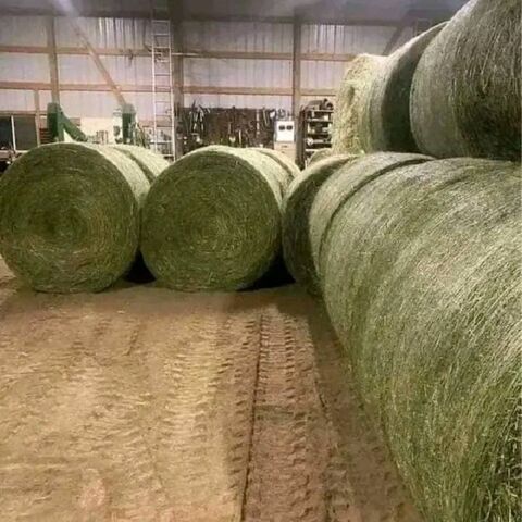 Feno de alfafa para alimentação animal no atacado em fardos, exportadores e fornecedores do Brasil, melhor qualidade, trevo fresco, pellets verdes à venda