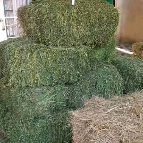 Feno de alfafa para alimentação animal no atacado em fardos, exportadores e fornecedores do Brasil, melhor qualidade, trevo fresco, pellets verdes à venda