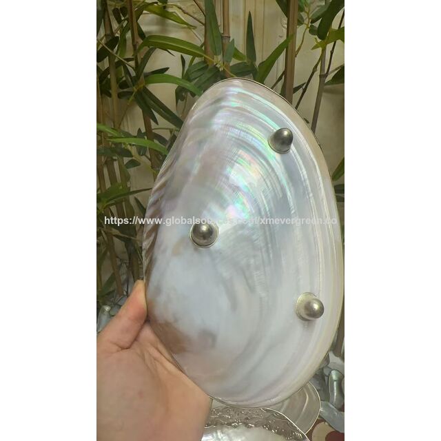 Elegantes Bandejas y Almacenamiento con Forma de Concha: Fruteros de Concha Natural, Bandejas para Aperitivos y Joyeros para una Vida Inspirada en la Costa