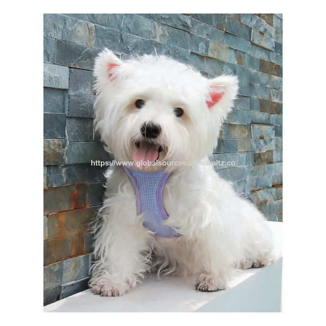 Nuevo arnés ajustable para gatos y perros pequeños con diseño de panal, colores brillantes y fácil de poner
