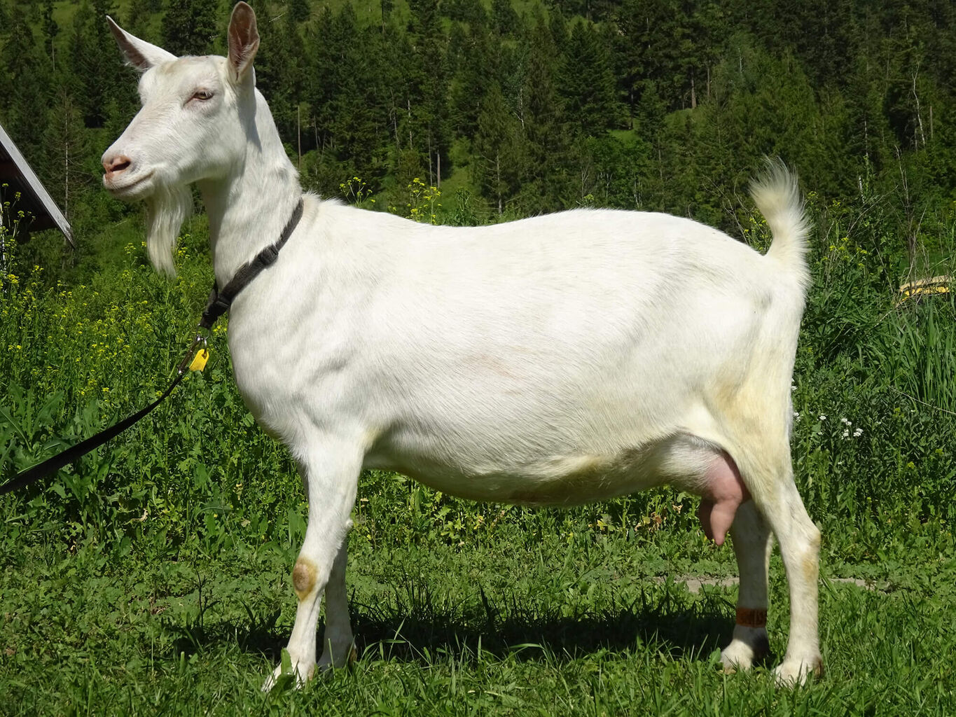Premium Live Boer Goats & Saanen Goats For Sale, Pure Blood, Alpine ...