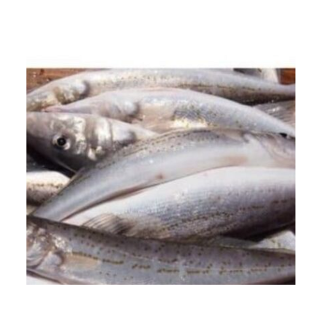Affordable Frozen Sardine Fish HGT for Sale Best Quality Bulk Supply High Demand Product for Seafood Markets