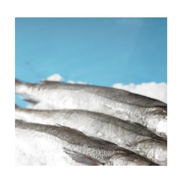 Affordable Frozen Sardine Fish HGT for Sale Best Quality Bulk Supply High Demand Product for Seafood Markets