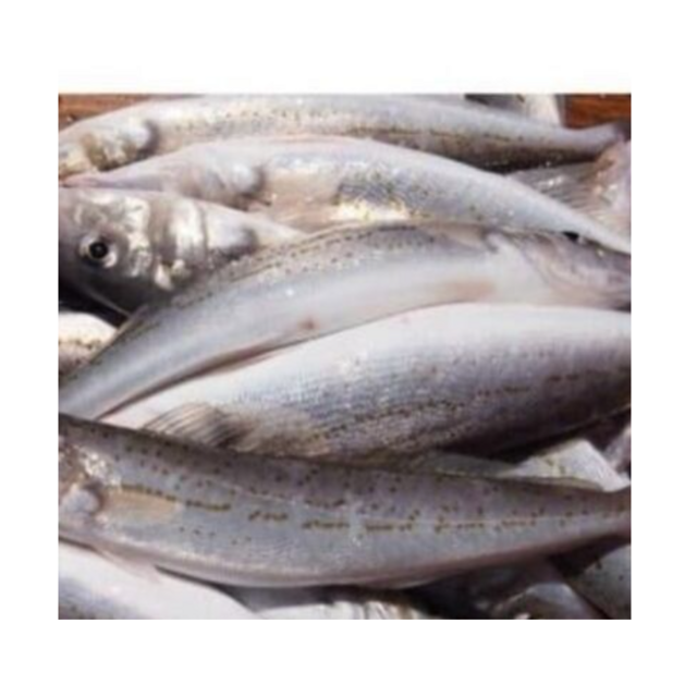 Affordable Frozen Sardine Fish HGT for Sale Best Quality Bulk Supply High Demand Product for Seafood Markets