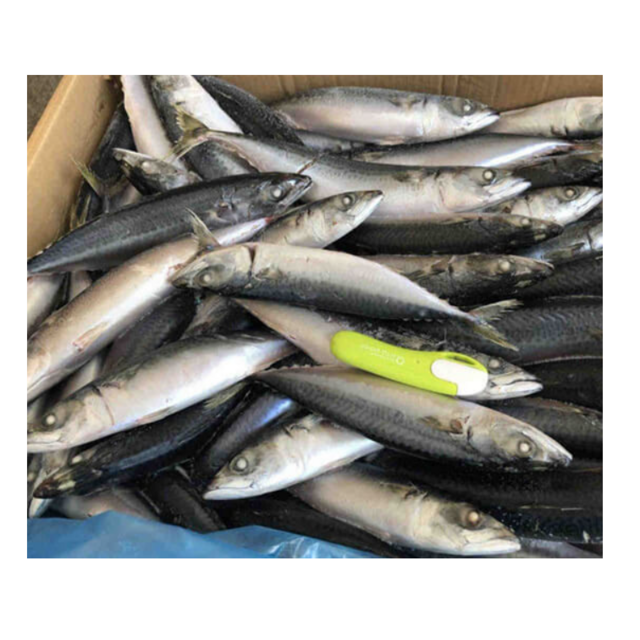 High Quality Frozen Pacific Mackerel Fish for Sale Bulk Supply Affordable Price Best for Export and Wholesale