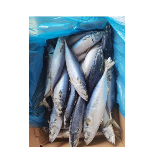 High Quality Frozen Pacific Mackerel Fish for Sale Bulk Supply Affordable Price Best for Export and Wholesale