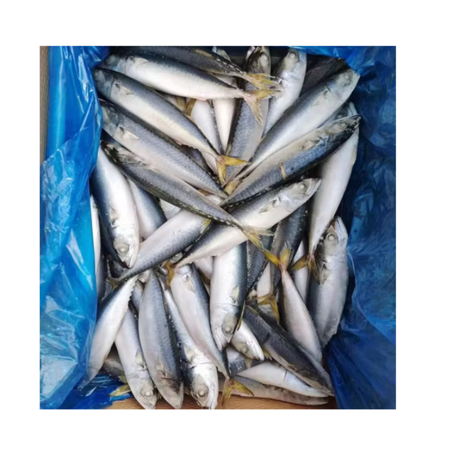 High Quality Frozen Pacific Mackerel Fish for Sale Bulk Supply Affordable Price Best for Export and Wholesale