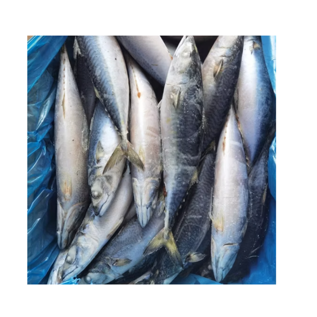 High Quality Frozen Pacific Mackerel Fish for Sale Bulk Supply Affordable Price Best for Export and Wholesale