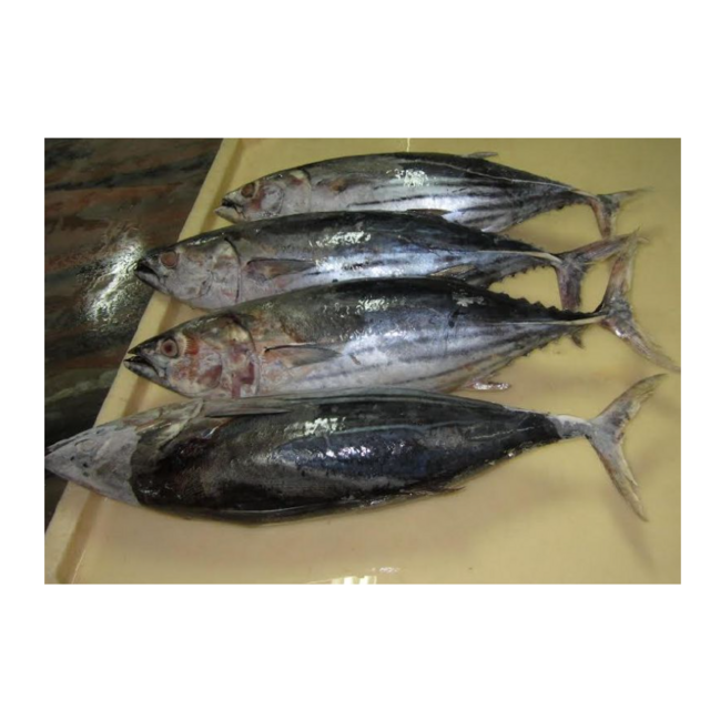 High Quality Frozen Skipjack Tuna Fish Cheap Price Bulk Fresh Frozen Seafood Exporter for Global Buyers