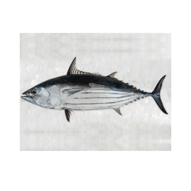 High Quality Frozen Skipjack Tuna Fish Cheap Price Bulk Fresh Frozen Seafood Exporter for Global Buyers