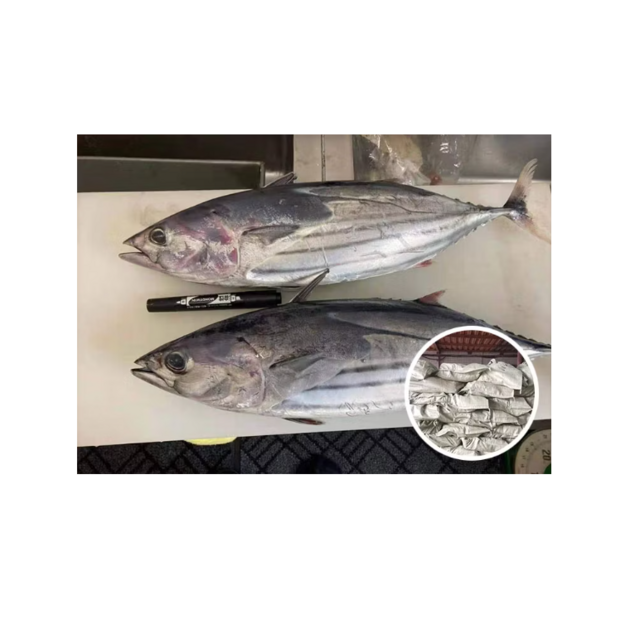 High Quality Frozen Skipjack Tuna Fish Cheap Price Bulk Fresh Frozen Seafood Exporter for Global Buyers