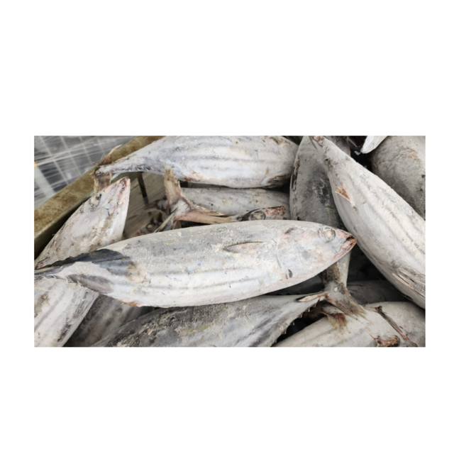 High Quality Frozen Skipjack Tuna Fish Cheap Price Bulk Fresh Frozen Seafood Exporter for Global Buyers