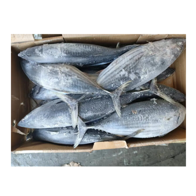 High Quality Frozen Skipjack Tuna Fish Cheap Price Bulk Fresh Frozen Seafood Exporter for Global Buyers