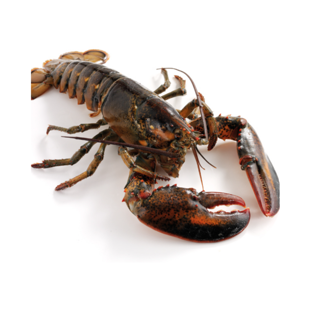 High Quality Live Lobster For Sale Fresh Seafood Direct From Supplier Available In Bulk At Affordable Price Online