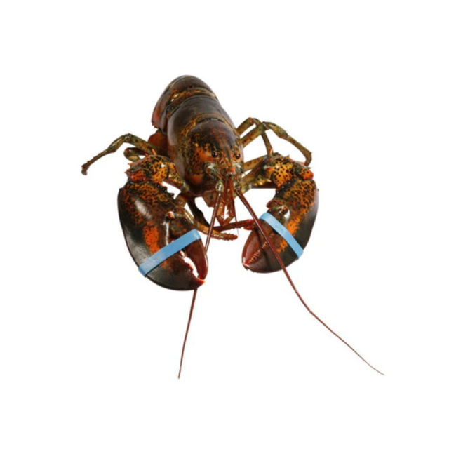 High Quality Live Lobster For Sale Fresh Seafood Direct From Supplier Available In Bulk At Affordable Price Online