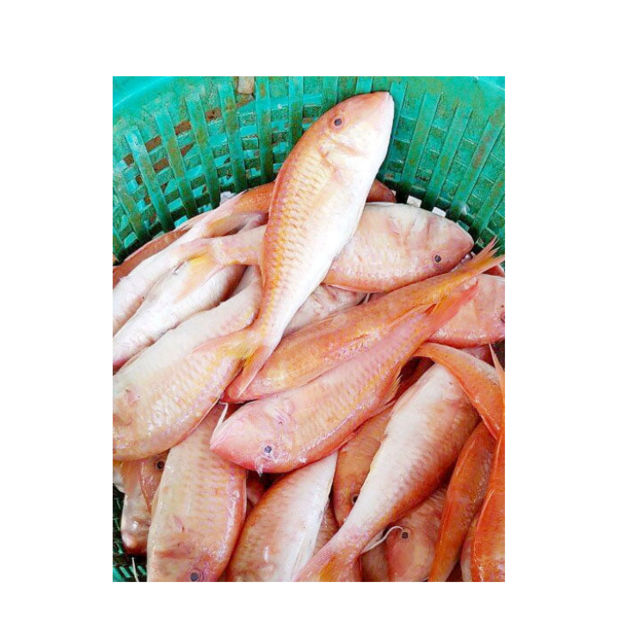 Frozen Red Mullet Fish For Sale Fresh Seafood Premium Quality Available Wholesale Direct From Supplier At Cheap Price