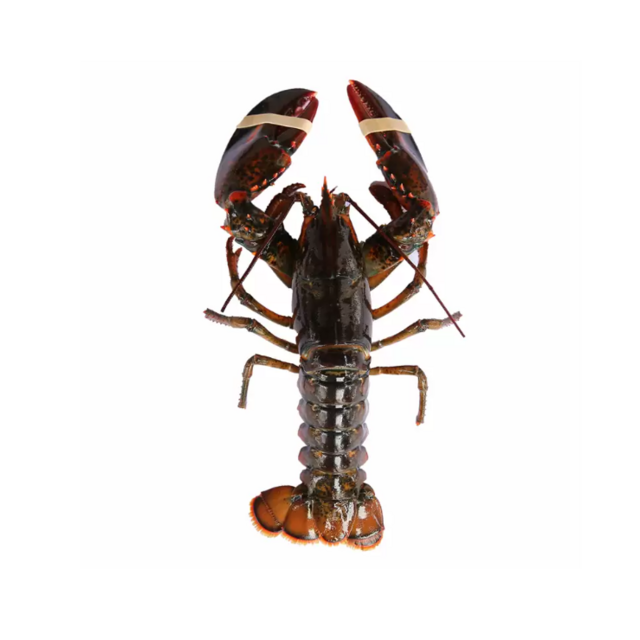 High Quality Live Lobster For Sale Fresh Seafood Direct From Supplier Available In Bulk At Affordable Price Online
