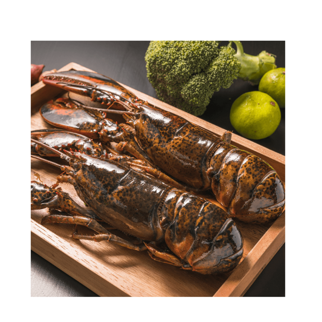 High Quality Live Lobster For Sale Fresh Seafood Direct From Supplier Available In Bulk At Affordable Price Online