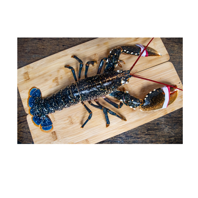 High Quality Live Lobster For Sale Fresh Seafood Direct From Supplier Available In Bulk At Affordable Price Online