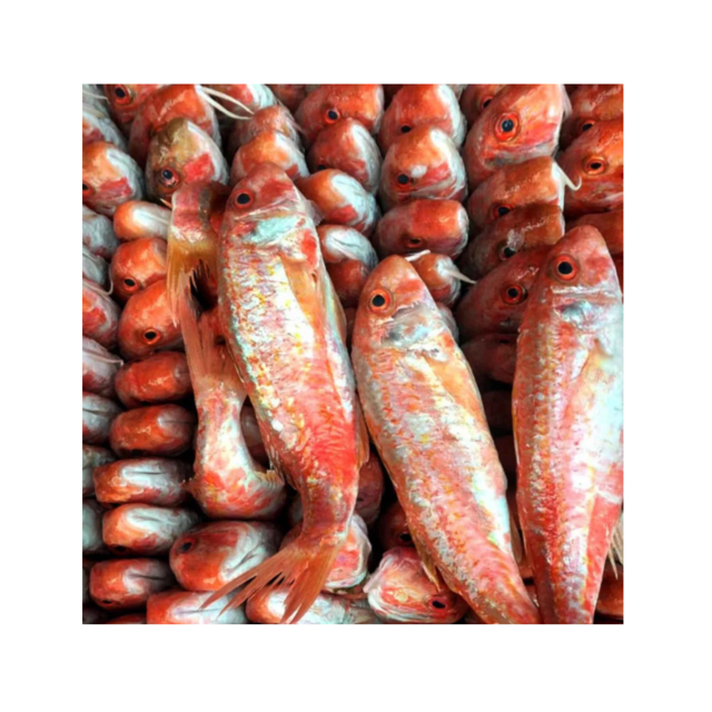 Frozen Red Mullet Fish For Sale Fresh Seafood Premium Quality Available Wholesale Direct From Supplier At Cheap Price