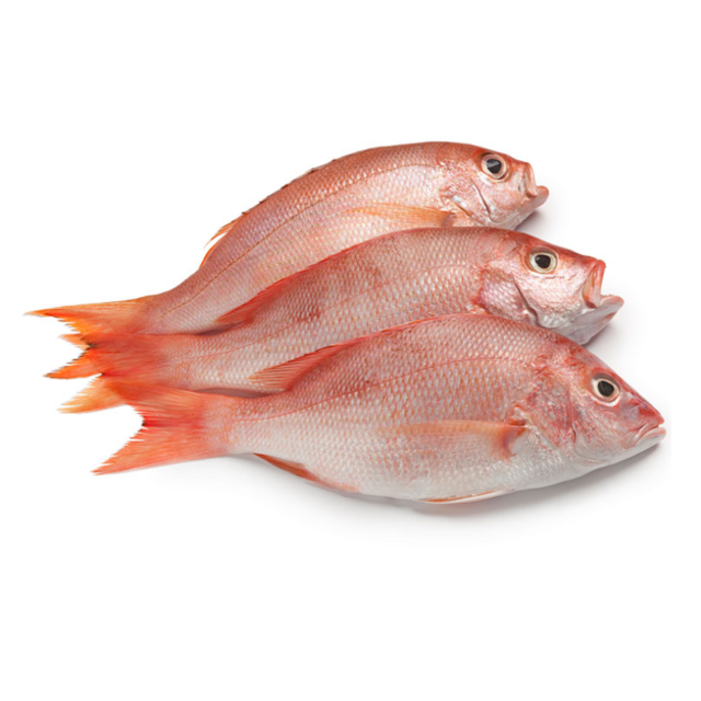 High Quality Frozen Red Snapper Fish for Sale Bulk Supply Affordable Price Best for Export and Wholesale Buyers