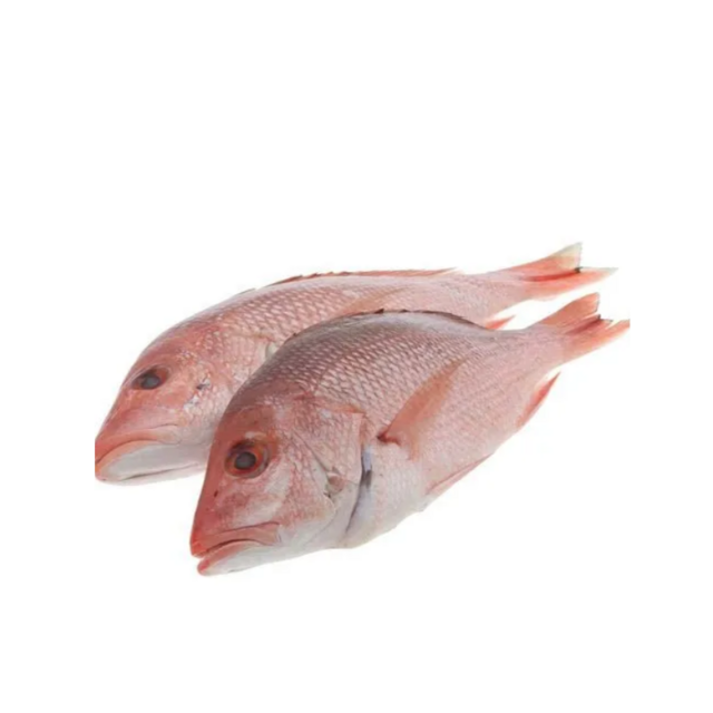 High Quality Frozen Red Snapper Fish for Sale Bulk Supply Affordable Price Best for Export and Wholesale Buyers