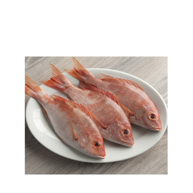High Quality Frozen Red Snapper Fish for Sale Bulk Supply Affordable Price Best for Export and Wholesale Buyers